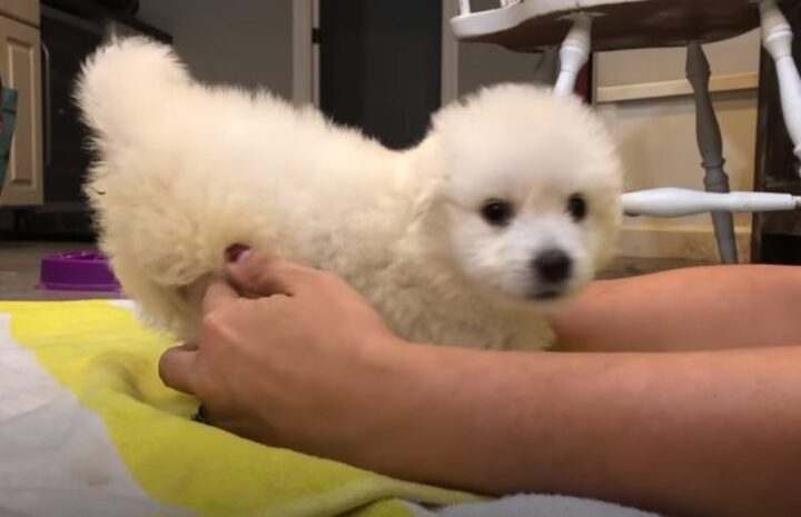 chien-rejete-ne-seule-jambe-boite-a-chaussures