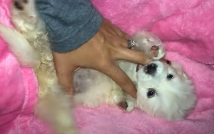 chien-rejete-ne-seule-jambe-boite-a-chaussures