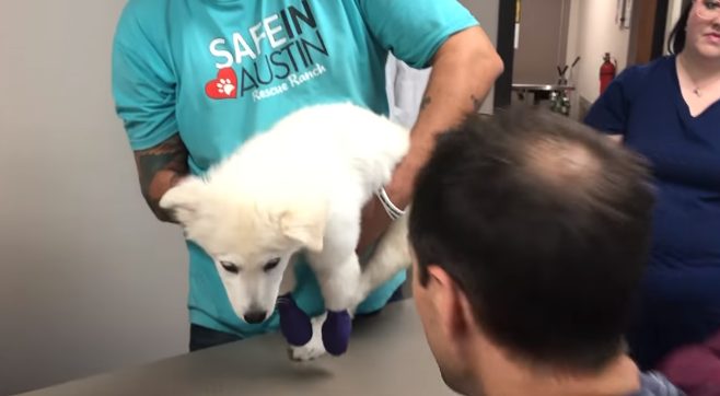 chien-rejete-ne-seule-jambe-boite-a-chaussures