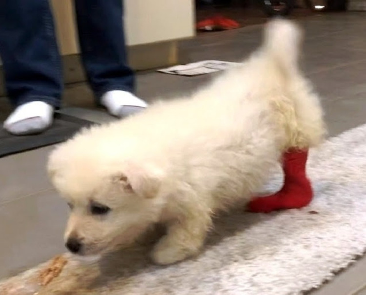 chien-rejete-ne-seule-jambe-boite-a-chaussures