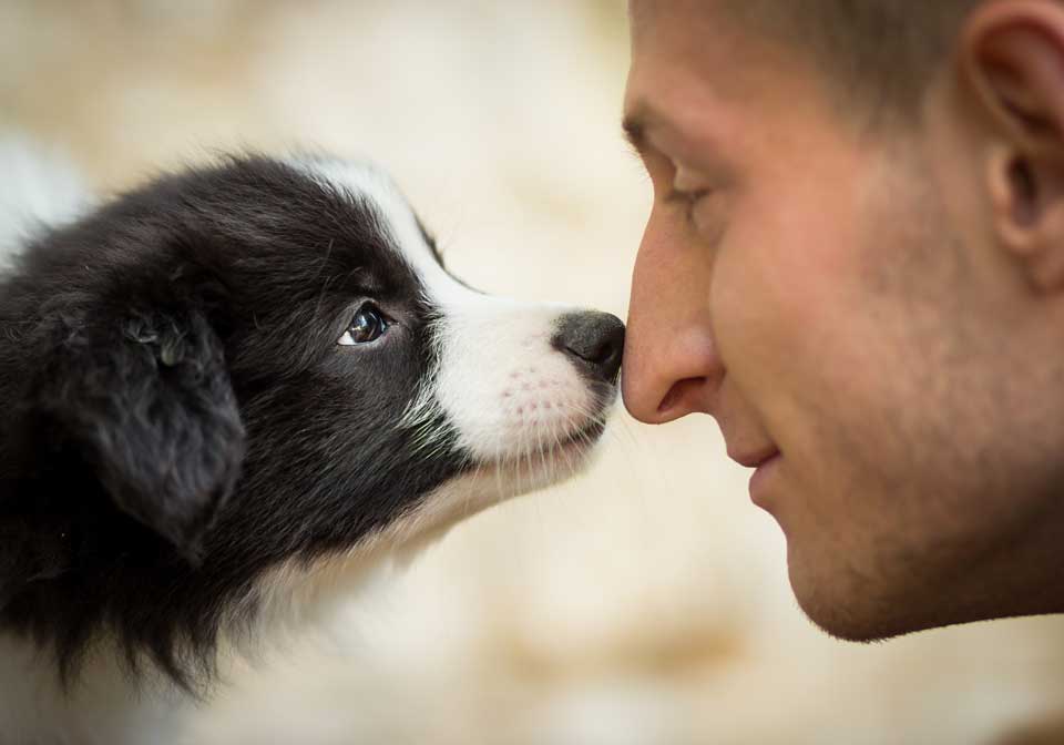 chiens capacite detecter personne mal etudes scientifiques