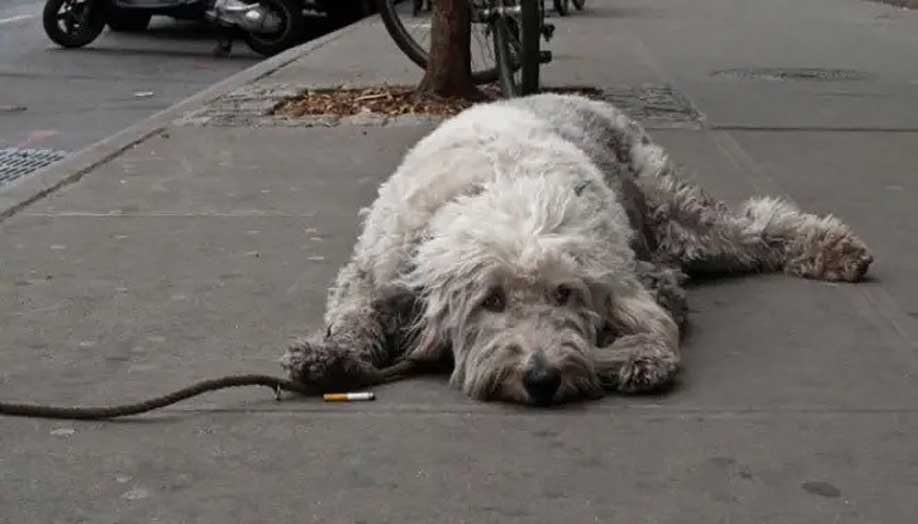 conséquences fumée cigarette animaux compagnie