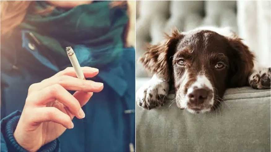 conséquences fumée cigarette animaux compagnie