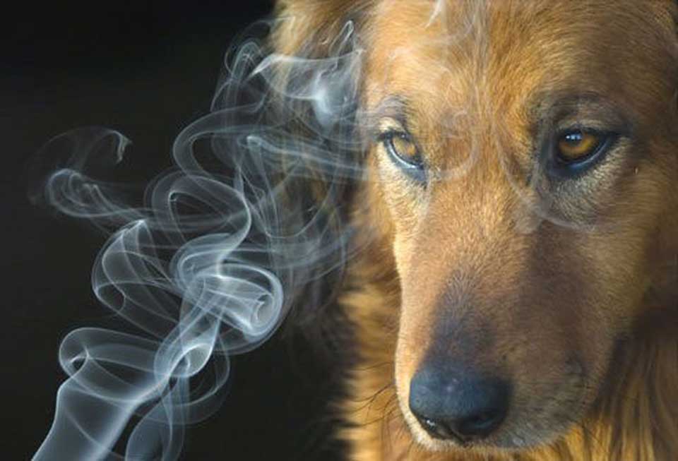 conséquences fumée cigarette animaux compagnie
