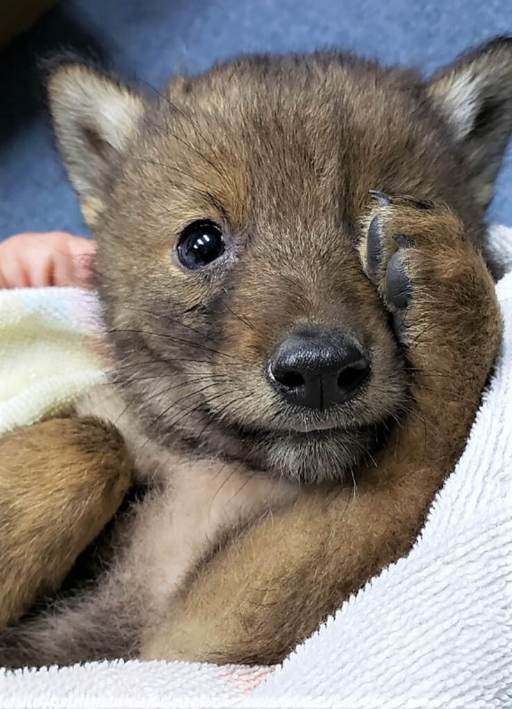 gentil-policier-va-au-dela-aider-petit-coyote-solitaire
