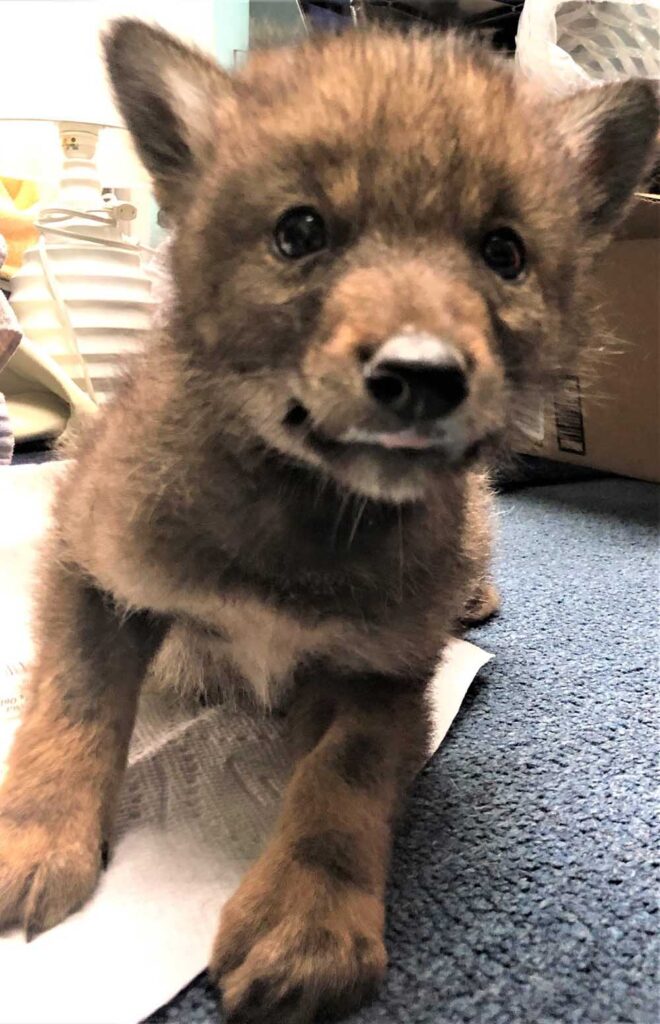 gentil-policier-va-au-dela-aider-petit-coyote-solitaire
