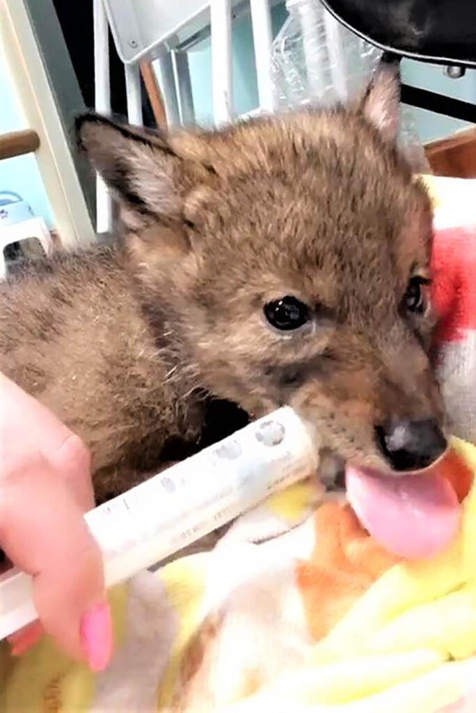 gentil-policier-va-au-dela-aider-petit-coyote-solitaire