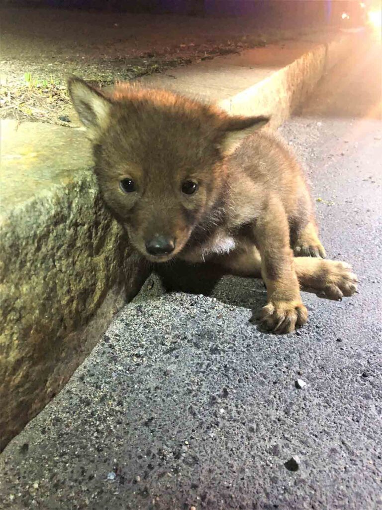 gentil-policier-va-au-dela-aider-petit-coyote-solitaire
