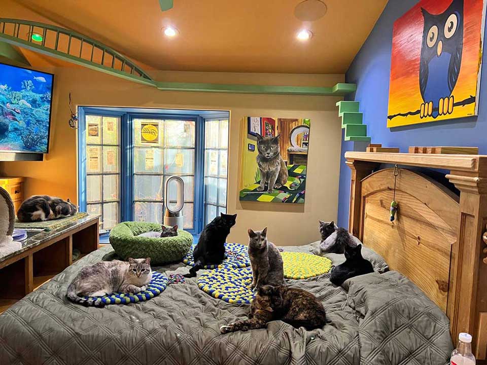homme conçu maison parfaite 20 chats sauvés