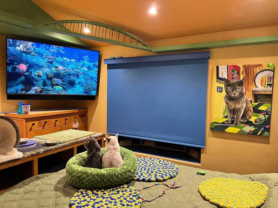 homme conçu maison parfaite 20 chats sauvés