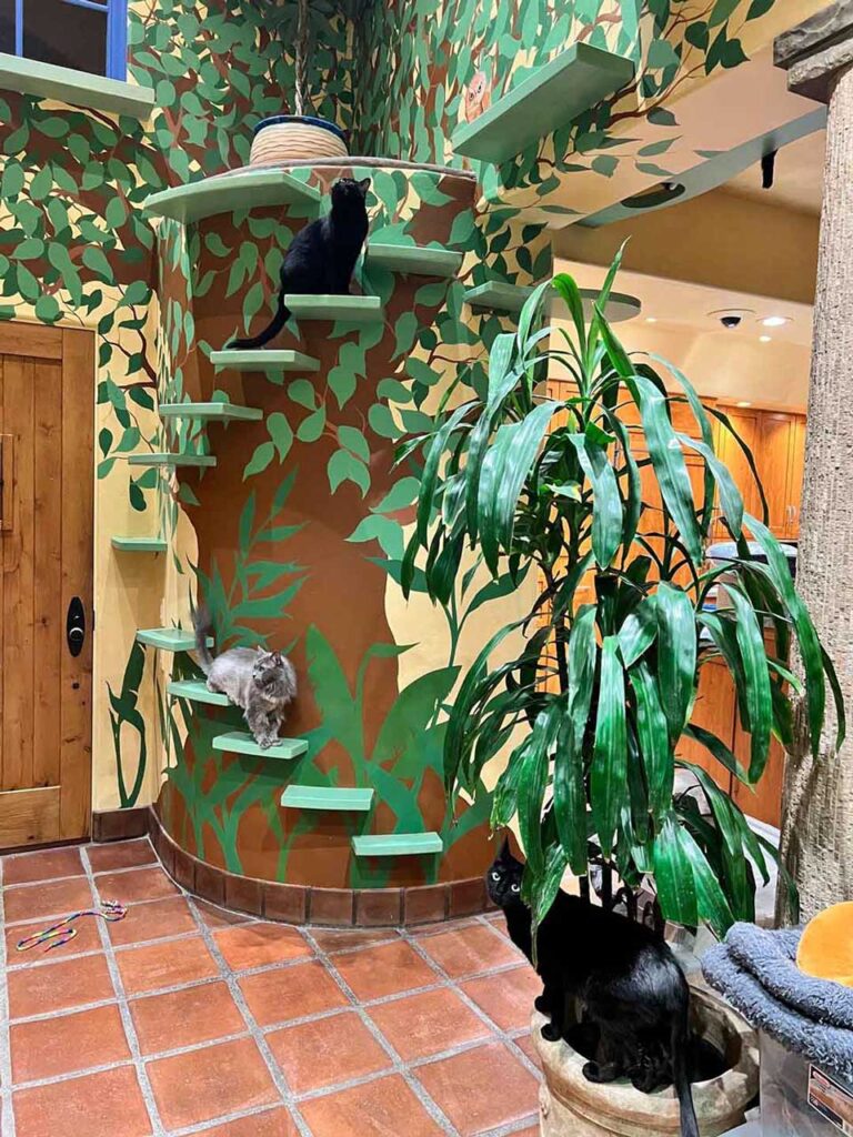 homme conçu maison parfaite 20 chats sauvés