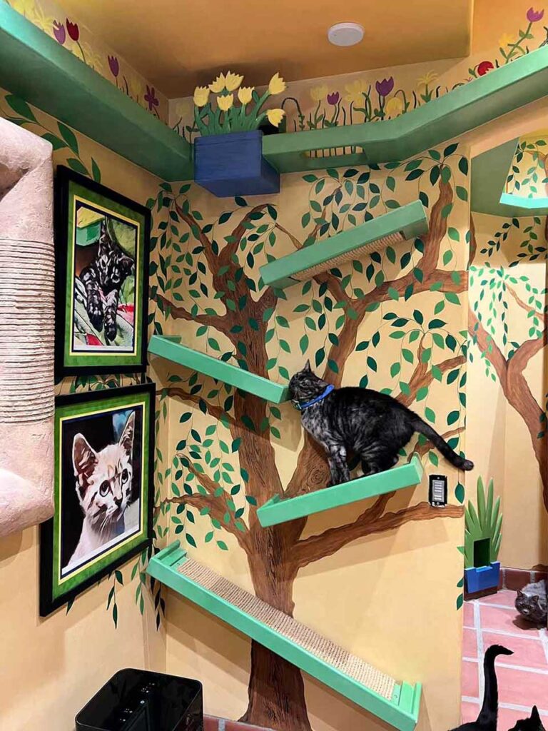 homme conçu maison parfaite 20 chats sauvés