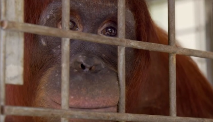 orang-outan-retrouve-son-bebe-qui-lui-a-ete-enleve-des-mains
