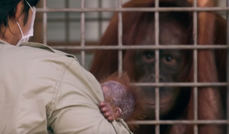 orang-outan-retrouve-son-bebe-qui-lui-a-ete-enleve-des-mains