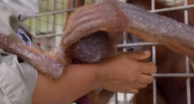 orang-outan-retrouve-son-bebe-qui-lui-a-ete-enleve-des-mains