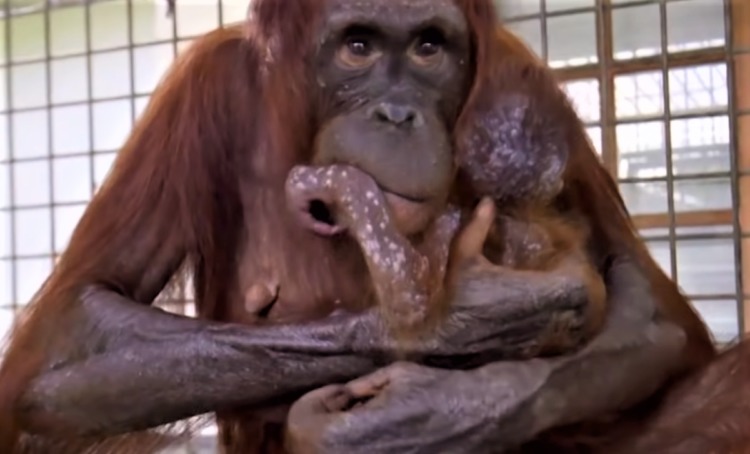 orang-outan-retrouve-son-bebe-qui-lui-a-ete-enleve-des-mains
