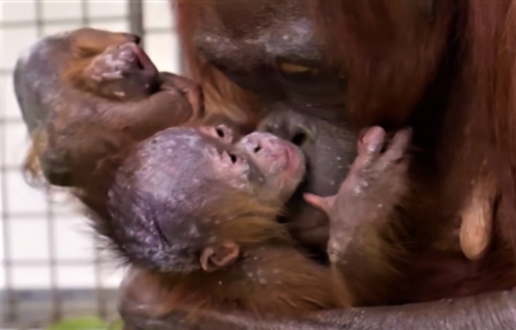 orang-outan-retrouve-son-bebe-qui-lui-a-ete-enleve-des-mains
