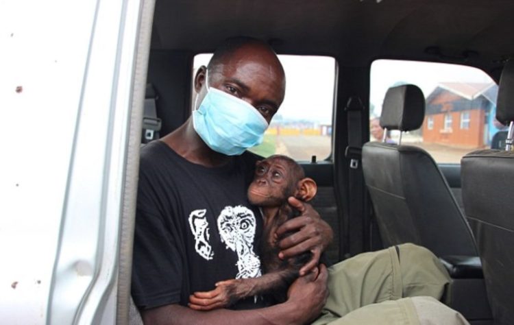 petit-chimpanze-voit-heros-etend-bras-laide