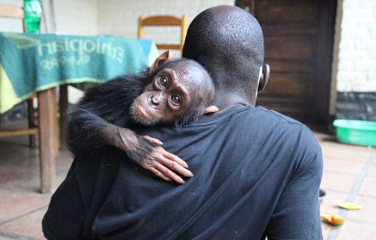 petit-chimpanze-voit-heros-etend-bras-laide