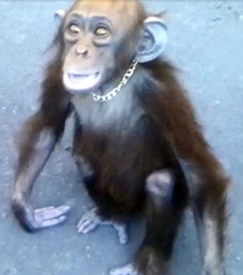 petit-chimpanze-voit-heros-etend-bras-laide