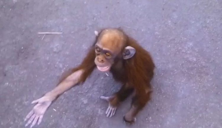 petit-chimpanze-voit-heros-etend-bras-laide