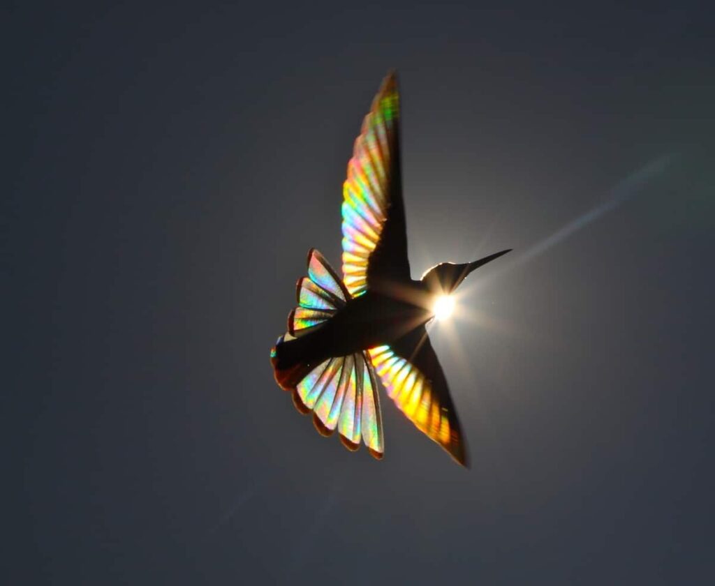 phenomene naturel transforme ailes colibris arcs en ciel