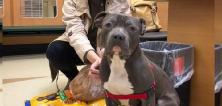pitbull-affectueux-refuse-quitter-box-ete-retrouve-abandonne