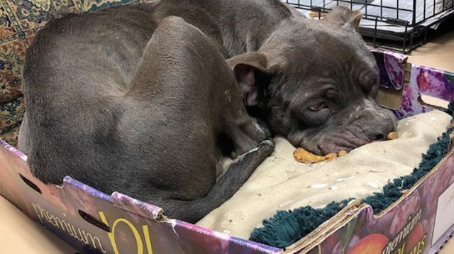 pitbull-affectueux-refuse-quitter-box-ete-retrouve-abandonne