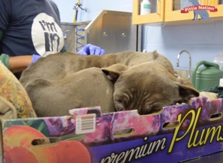 pitbull-affectueux-refuse-quitter-box-ete-retrouve-abandonne