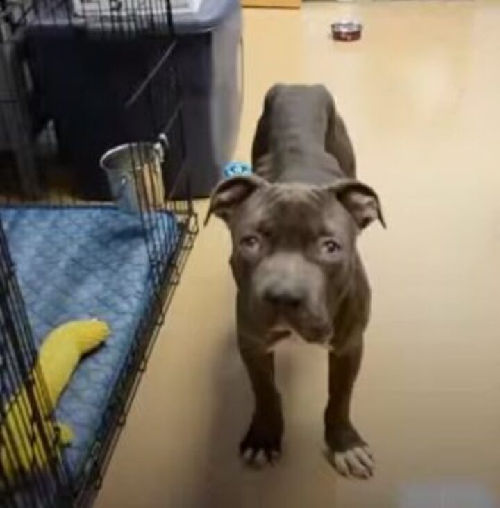 pitbull-affectueux-refuse-quitter-box-ete-retrouve-abandonne