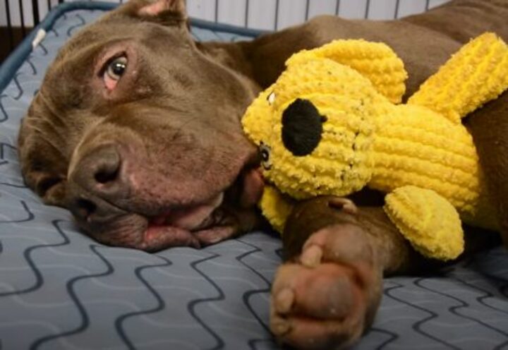 pitbull-affectueux-refuse-quitter-box-ete-retrouve-abandonne