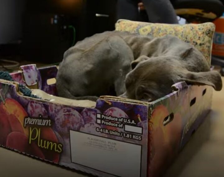 pitbull-affectueux-refuse-quitter-box-ete-retrouve-abandonne