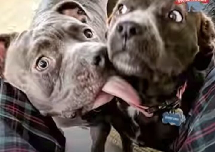 pitbull-affectueux-refuse-quitter-box-ete-retrouve-abandonne
