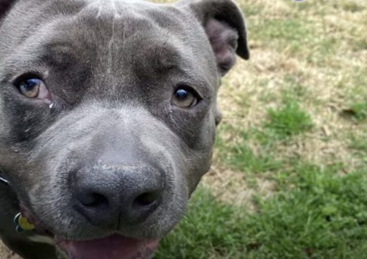 pitbull-affectueux-refuse-quitter-box-ete-retrouve-abandonne