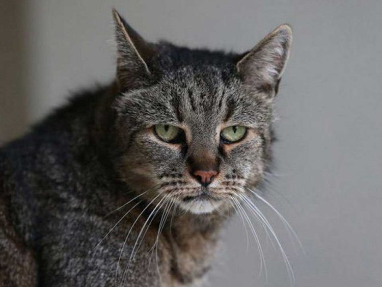 Que font les chats quand ils ont l