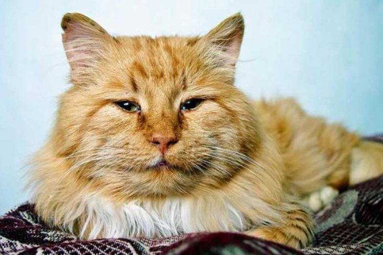 Que font les chats quand ils ont l