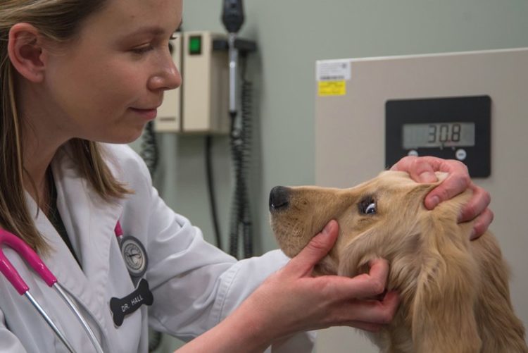 veterinaire-revele-proprietaires-chiens-ce-que-cest-de-mourir-les-fait-pleurer