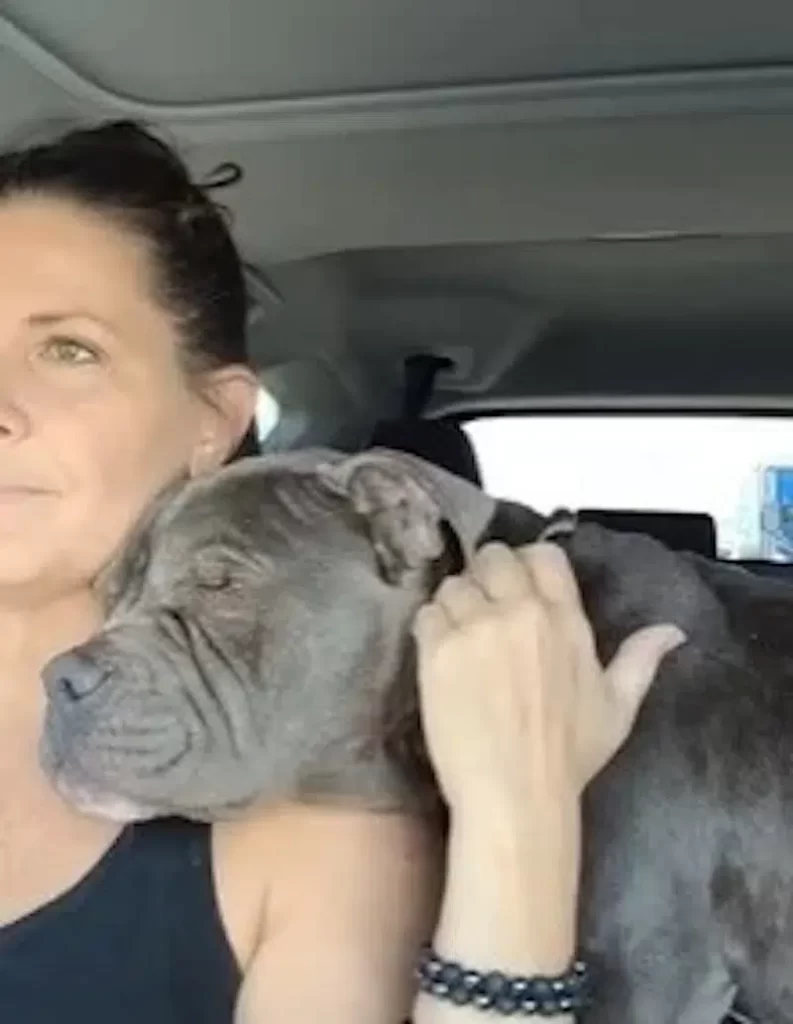 chien-abandonne-lattachant-poteau-donne-patte-ange-laide