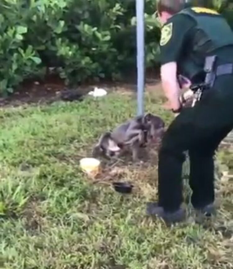 chien-abandonne-lattachant-poteau-donne-patte-ange-laide