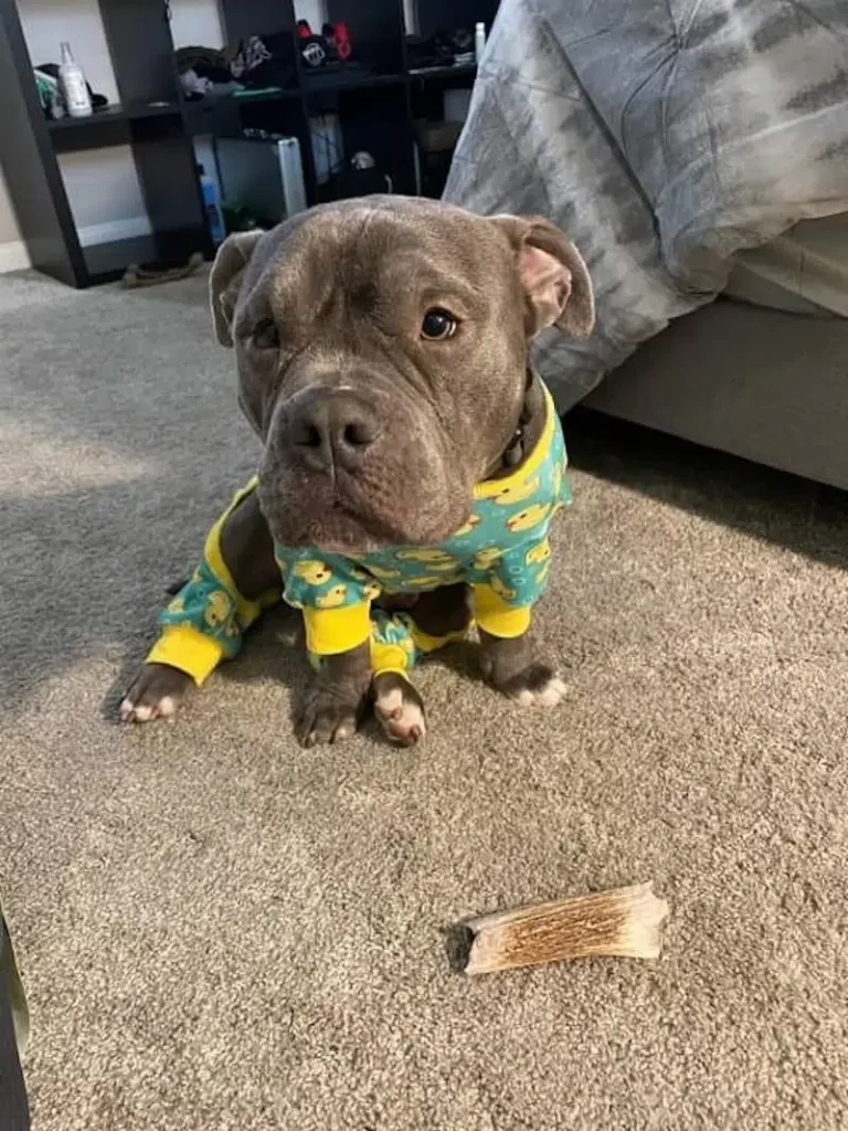 chien-abandonne-lattachant-poteau-donne-patte-ange-laide