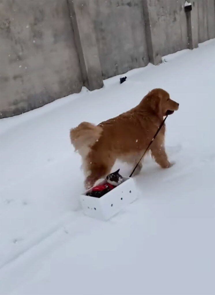 golden-retriever-offre-ami-chat-promenade-traineau-neige