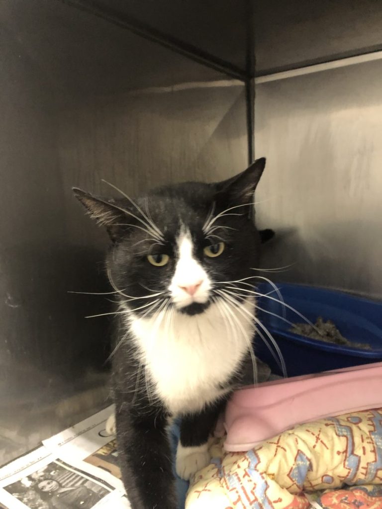 chat-sauve-avant-detre-presque-euthanasie