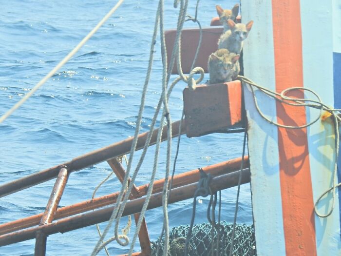 quatre-chats-sauves-navire-qui-coule-rapidement-officier-heroique-marine-thailandaise