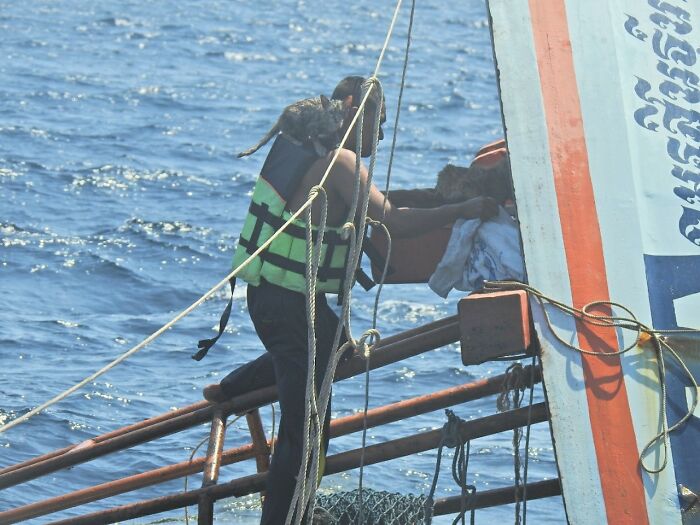 quatre-chats-sauves-navire-qui-coule-rapidement-officier-heroique-marine-thailandaise
