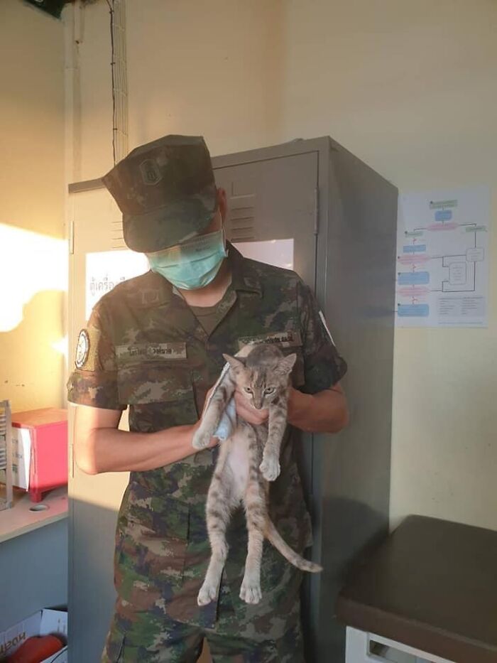 quatre-chats-sauves-navire-qui-coule-rapidement-officier-heroique-marine-thailandaise
