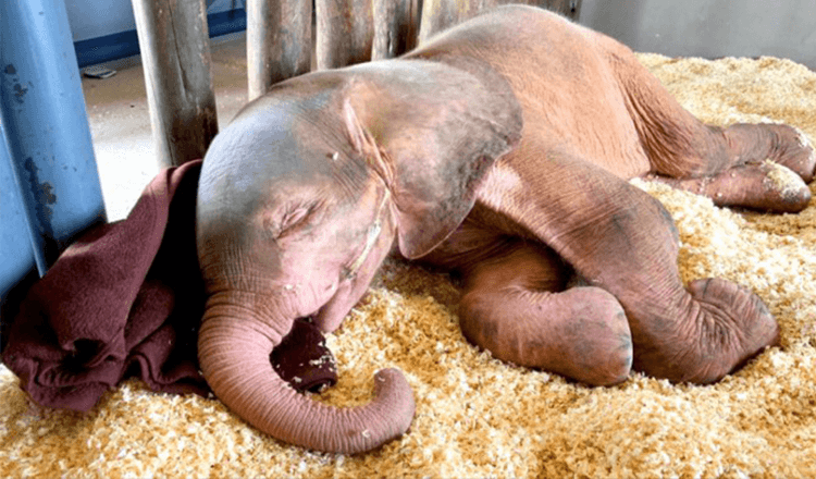 bebe-elephant-albinos-piege-jours-heureux-detre-securite