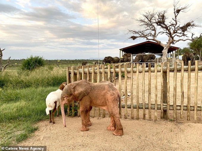 bebe-elephant-albinos-piege-jours-heureux-detre-securite