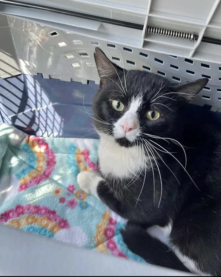 chat-sauve-avant-detre-presque-euthanasie