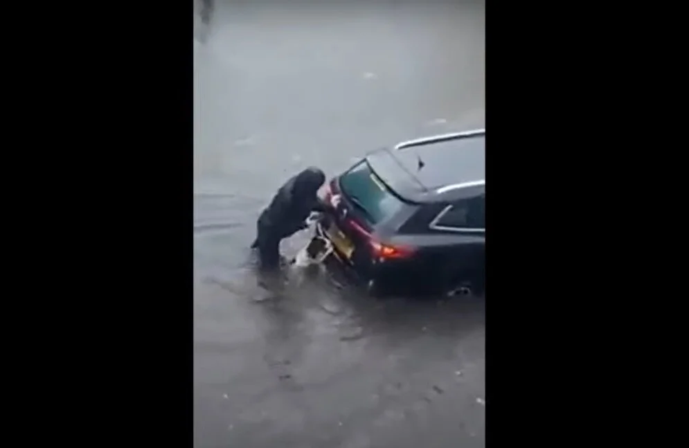 chien-aide-proprietaire-pousser-voiture-coincee-inondation