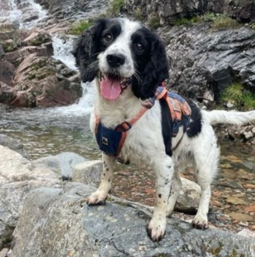 chien-aide-proprietaire-pousser-voiture-coincee-inondation